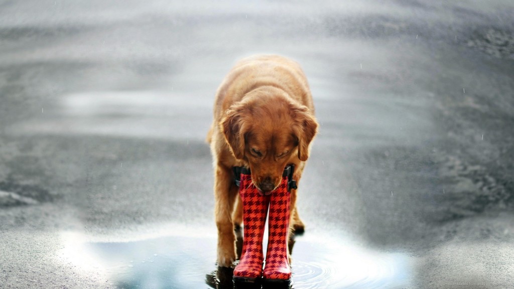 rain boot