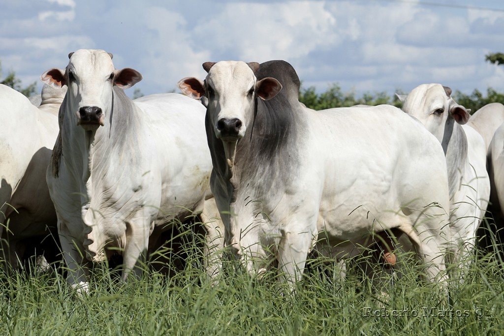 Bovinos da raça Nelore.